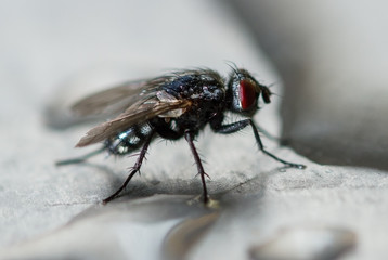 Fly is drinking from puddle of water.