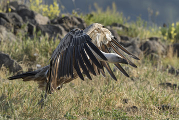 Griffon Vulture - Gyps fulvus, large brown white headed vulture from Old World and Africa.