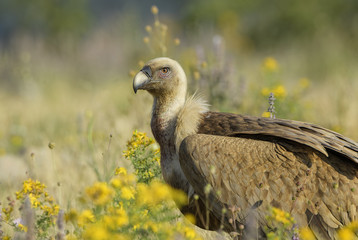 Griffon Vulture - Gyps fulvus, large brown white headed vulture from Old World and Africa.