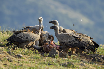 Griffon Vulture - Gyps fulvus, large brown white headed vulture from Old World and Africa.