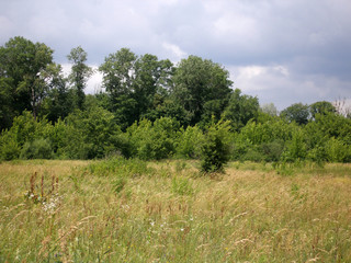 Landscape in June with trees.