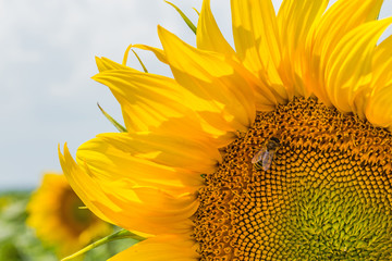 sunflower plant in a field in the phase of hat formation and flowering against a background of a sunny sky with clouds