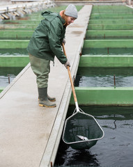 Female catching fish from reservoir on sturgeon farm