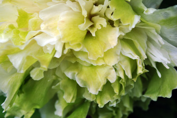 Soft green-yellow peony petals texture close up detail blurry background