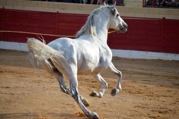caballo