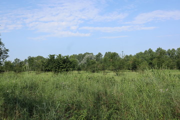 Natura verde