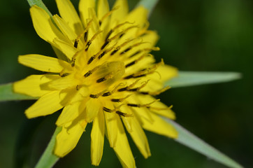 close up flowers summer