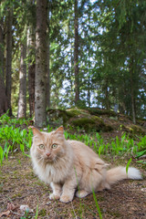 Naklejka na ściany i meble Fluffy red cat walks along wooden paths in the forest