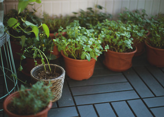 Green flowers in pots on the balcony