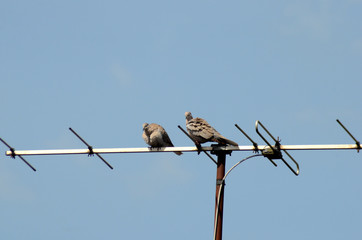 Sitting on an antenna, a male pigeon courts a female pigeon. He was declined.