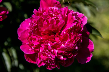 Beautiful peony flowers from close range