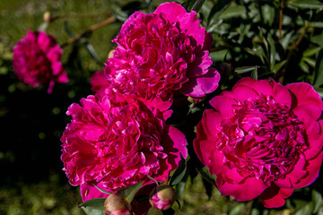 Beautiful peony flowers from close range