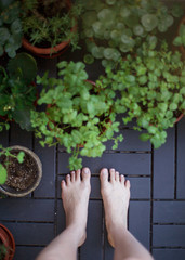 Green flowers in pots next to women's legs. Top view