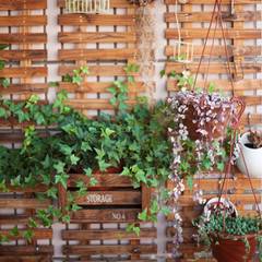 A wooden board on a wall with green flowers in pots on it.