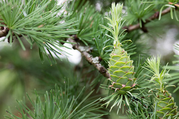 Young cedar cones on a branch with bright green needles. Glossy coniferous forest