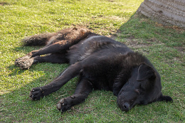 Black dog in a park