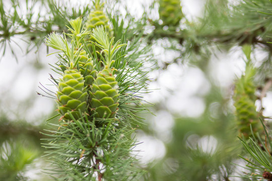 Young cedar cones on a branch with bright green needles. Glossy coniferous forest