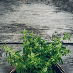 Thyme bunch. Bundle of fresh thymes on a wooden background in the wooden box. Copy space
