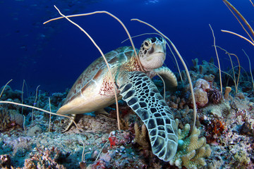 Green sea turtle, Chelonia mydas , in Palau