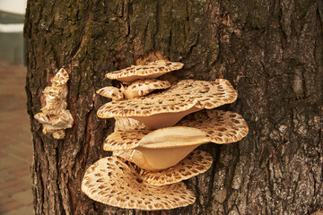 Parasites fungi (Trout flake; Latin Polýporus squamósus) grew on the trunk of a tree