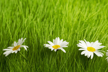 Chamomile flowers