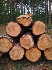 logging/trunks of spruce pine trees