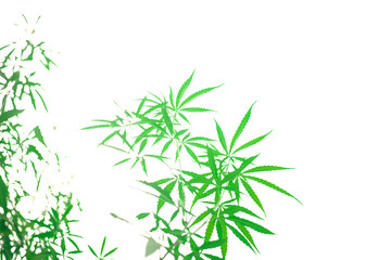 Cannabis leaf isolated on white background