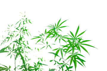 Cannabis leaf isolated on white background