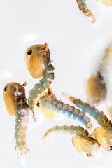 Anopheles sp. is a species of mosquito in the order Diptera, Anopheles sp. in the water for education.