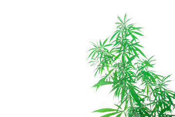 Marijuana isolated from white background.