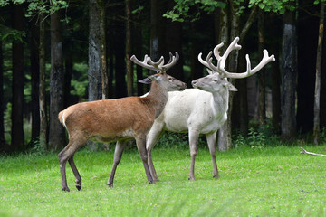 Obraz premium Weißer Hirsch