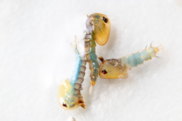 Anopheles sp. is a species of mosquito in the order Diptera, Anopheles sp. in the water for...