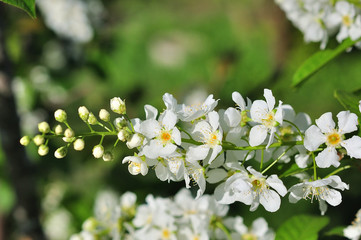 branch of bird cherry