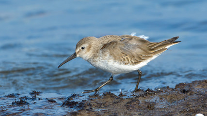 Curlew sandpiper (Calidris ferruginea)