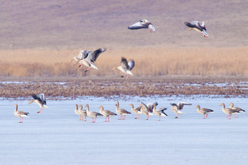 Fototapeta na wymiar Greylag Geese in winter