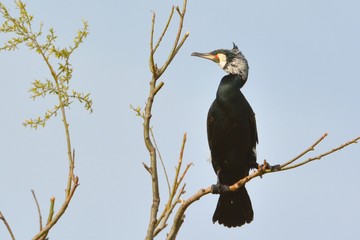 Great cormorant (Phalacrocorax carbo)