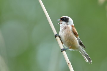 Penduline Tit on a Branch in Springtime