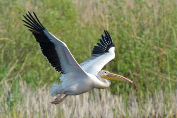 White Pelican (Pelecanus onocrotalus)