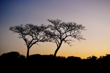 Fototapeta na wymiar tropical sunset silhouette 