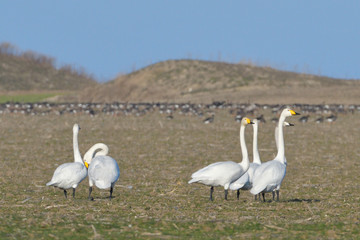 Whooper swan (Cygnus cygnus)