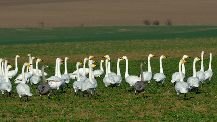 Whooper swan (Cygnus cygnus)