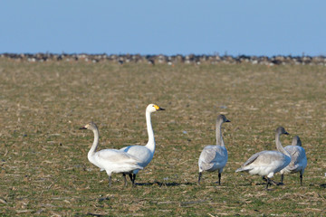 Obraz premium Whooper swan (Cygnus cygnus)