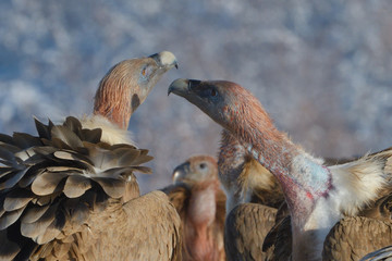 Griffon Vultures in Winter Landscape, into the Mountains