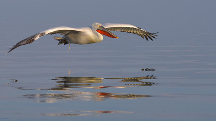 Dalmatian Pelican (Pelecanus crispus)