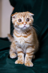 Red Scottish Kitten © Ксения Коломенская