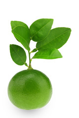 Green lime with leaf