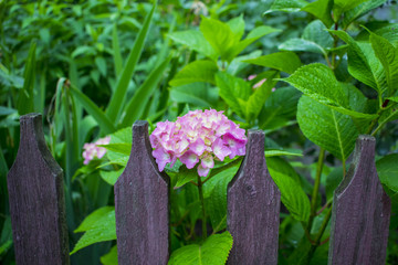 Purple heads of hydrangea flowers