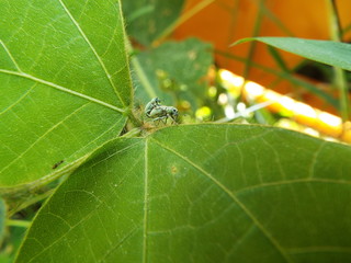 コフキゾウムシ weevil