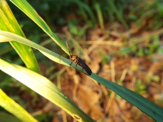 オバボタル fire bug