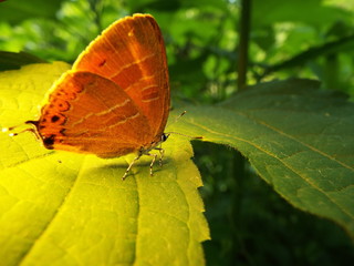 アカシジミ butterfly